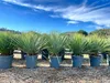 A row of potted Yucca Rostrata plants under a blue sky with clouds. Podgląd zdjęcia produktu