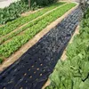 Schwarze perforierte Plastikmulchfolie, über Boden in einem Gartenbeet ausgelegt, mit Reihen grüner Pflanzen Anteprima dell’immagine prodotto