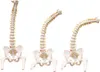Anatomický model kostry chrbtice s panvou v životnej Náhľad obrázku produktu 3