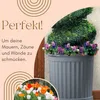 2er Set Pflanzkübel Halbrund direkt an der Wand Pflanzkübel Produktbild-Vorschau 3