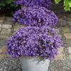 Campanula Addenda - jacinthe des bois - pot de 12cm - 6 Voir les images du produit 7
