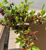 Hochstamm Zwerg-Maulbeere Mojo Berry ® - Morus rotundiloba Produktbild-Vorschau 2
