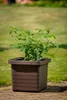 Plastia Pflanzkübel Berberis UNO brau, A33612 Produktbild-Vorschau 6