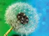 Calvendo Pusteblume mit Tautropfen 1000 Teile Puzzle quer Produktbild-Vorschau 2