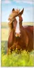 Pferd Velourstuch / 75x150 cm Produktbild-Vorschau 4