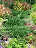 Juniperus horizontalis 'Prince of Wales', Kriech-Wacholder, Produktbild-Vorschau 5