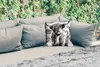 MuchoWow® Outdoor Kissen - Schottisches Hochlandrind - Produktbild-Vorschau 2