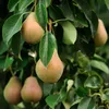 Pears growing on a tree with green leaves. Produktbild-Vorschau