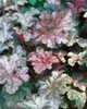 Heuchera micrantha 'Stormy Seas', Purpurglöckchen, ca. Produktbild-Vorschau 4