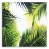 Leinwandbild Palmblätter Pflanzen Natur 50x50 Feeby Grün Produktbild-Vorschau 3