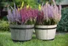 Two planters filled with flowering heather plants are placed on a grassy lawn. Náhľad obrázku produktu