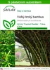 SAFLAX - Velký trnitý bambus - Dendrocalamus arundinacea - Náhled obrázku produktu 1