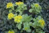 Sedum kamtschaticum, Fetthenne, gelb, ca. 9x9 cm Topf Produktbild-Vorschau 1