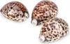 Kauri-Tigerschnecke Cypraea tigris Deko Muschel 5cm Produktbild-Vorschau 4