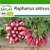SAFLAX - BIO - Reďkovky - Francúzske raňajky - Raphanus Náhľad obrázku produktu 10