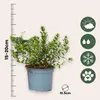 Hebe tłustolistna - 6 szt - Hebe pinguifolia - Wysokość Podgląd zdjęcia produktu 2