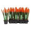 Sansevieria Cylindrica Straight – Spaghetti VELVET TOUCHZ® Náhled obrázku produktu 2