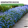 Vergissmeinnicht Indigo Compacta Blue Samen - Myosotis Produktbild-Vorschau 5