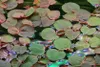 Aquarium Pflanze Phyllanthus fluitans Tropica Nr.028 TC in Produktbild-Vorschau 1