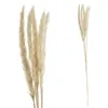 24x Pampasgras 4 Farben Dekogras H65-75 cm Trockenblume Produktbild-Vorschau 4
