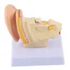 Ear Model,Anatomy Model,Ear Model Anatomy,Human Anatomy Voir les images du produit 4