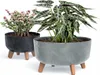 Two potted plants on stands against a white background. Anteprima dell’immagine prodotto