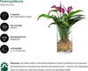 Dehner Waterplant Flamingoblume, Anthurium Zizou, Produktbild-Vorschau 2
