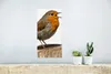 MuchoWow® Poster Rotkehlchen - Vogel - Holz 20x40 cm - Produktbild-Vorschau 5