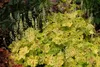 Stauden Gänge 3 x Heucherella Hybride 'Solar Power' im 1 Produktbild-Vorschau 5