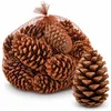 Maritima Zapfen 14-18 cm 20 Stück Pinus pinaster große Produktbild-Vorschau 1