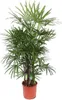 Steckenpalme - Rhapis Excelsa - Zimmerpflanze 190cm - Ø34cm Produktbild-Vorschau 1