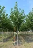 Prunus serr. 'Kanzan' - Ciliegio ornamentale giapponese Anteprima dell’immagine prodotto 4