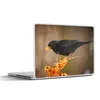 MuchoWow® Laptop Aufkleber Sticker Cover Vogel - Amsel - Produktbild-Vorschau 1