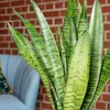 Bogenhanf - pflegeleichte Zimmerpflanze, Sansevieria Produktbild-Vorschau 6