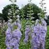 6 kusů rostlin Rittersporn (Delphinium) 'Camelliard' | Náhled obrázku produktu 2