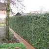 A dense, green ivy hedge forms a privacy screen along a brick pathway next to a tree. Anteprima dell’immagine prodotto