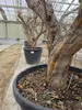 Granatapfelbaum 200 - 220 cm, punica granatum, Mollar de Produktbild-Vorschau 3