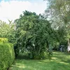 Hallesche Riesennuss, confezione da 2 litri Anteprima dell’immagine prodotto 2