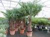 45L Trachycarpus Fortunei Palme , winterhart 200 - 250 cm Produktbild-Vorschau 1