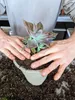 BIOVITA 5L Kakteen und Sukkulenten, Spezial - Substrat, Produktbild-Vorschau 14