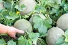 Ponthier MELONEN PÜREE Melon-du-Quercy-Frucht-Püree 4x 1KG Produktbild-Vorschau 5