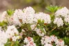 Rhododendron micranthum 'Bloombux' -R-, immergrün, 25–30 cm Produktbild-Vorschau 8