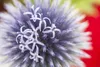 Echinops ritro, Kugeldistel, stahlblau, ca. 9x9 cm Topf Produktbild-Vorschau 10