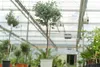Eucalyptus Stamm Eukalyptusbaum, 90 - 120 cm, Pflanze Produktbild-Vorschau 9