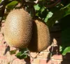 Kiwi Hayward - weibliche Kiwipflanze Produktbild-Vorschau 5