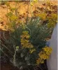 10x Helichrysum italicum Italienische Strohblume Garten Produktbild-Vorschau 2