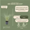 Plants by Frank | 60 Federgras Pflanzen | Stipa Tenuissima Produktbild-Vorschau 4