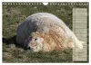 Glückliche Kühe (Wandkalender 2027 DIN A4 quer), CALVENDO Produktbild-Vorschau 8