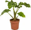 Alocasia Low Rider 60-80 cm – egzotyczna roślina Podgląd zdjęcia produktu 1