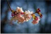 ARTland Wandbild Alu für Innen & Outdoor Kirschblüte im Produktbild-Vorschau 2